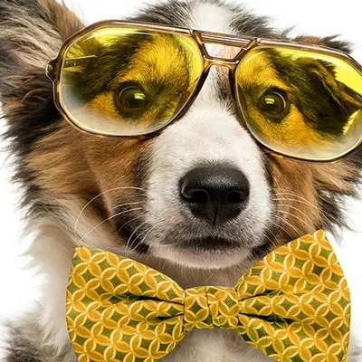 É VERÃO: DICAS PARA PROTEGER OS PETS DAS ALTAS TEMPERATURAS