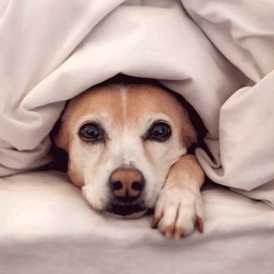 SAÚDE ANIMAL: OS PETS TAMBÉM SENTEM FRIO