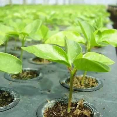 OR REALIZA AÇÃO DE PLANTIO DE MAIS DE 1.500 MUDAS A PARTIR DO DIA 10 DE AGOSTO