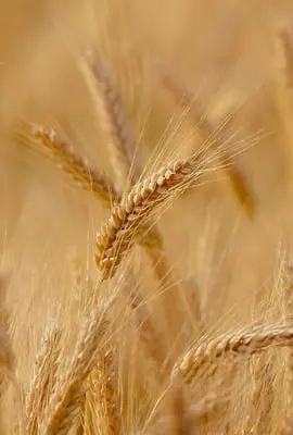 Dia do trigo: cereal com grande significado histórico e religioso é um dos alimentos mais consumidos no mundo 