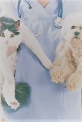 Clínica escola realiza ação contra anemia em pets 