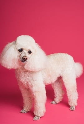 Clínica veterinária promove ação de prevenção contra câncer de mama em pets 