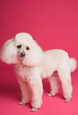 Clínica veterinária promove ação de prevenção contra câncer de mama em pets 