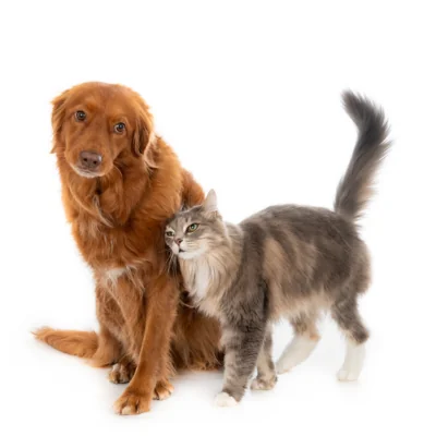 Novembro Azul Pet: Clínica de universidade realiza triagem gratuita em cães e gatos 